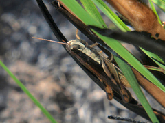 Stenohippus