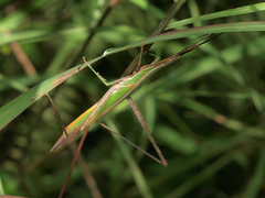 Acrida acuminata