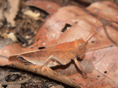 Oxycatantops adustus