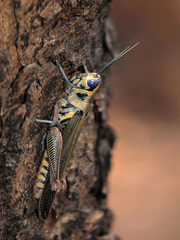 Anapropacris elegantula