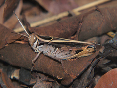 Acorypha mossambica