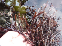 Prionitis lanceolata