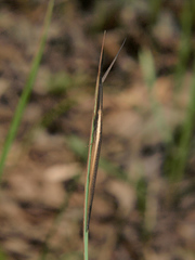 Cannula gracilis