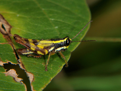 Paracoptacra ascensi