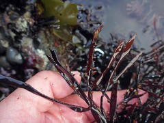 Prionitis lanceolata