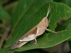 Oxycatantops adustus