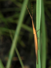 Cannula gracilis