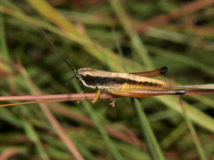 Parodontomelus brachypterus