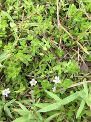 Bacopa