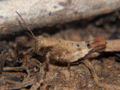 Eucoptacra