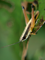 Parodontomelus brachypterus