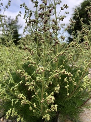 Artemisia morrisonensis