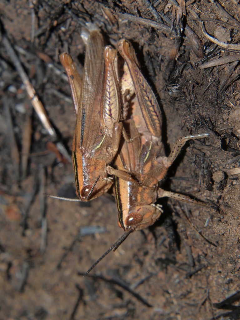 Cardeniopsis nigropunctatus