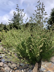 Artemisia morrisonensis