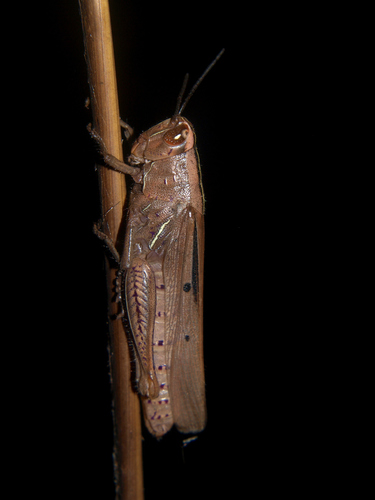 Cardeniopsis fumosus observed 2017-10-02