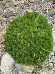 Artemisia morrisonensis