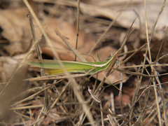 Acrida sulphuripennis