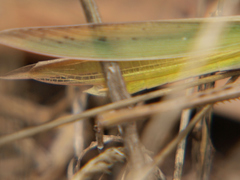 Acrida sulphuripennis