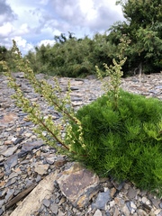 Artemisia morrisonensis