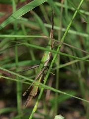 Acrida acuminata
