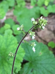 Heuchera missouriensis