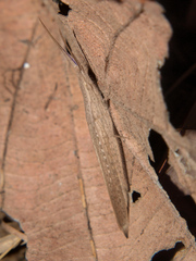 Glyphoclonus miripennis