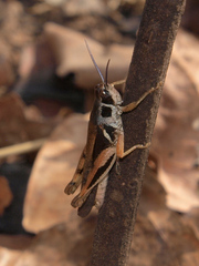 Hadrolecocatantops glauningi