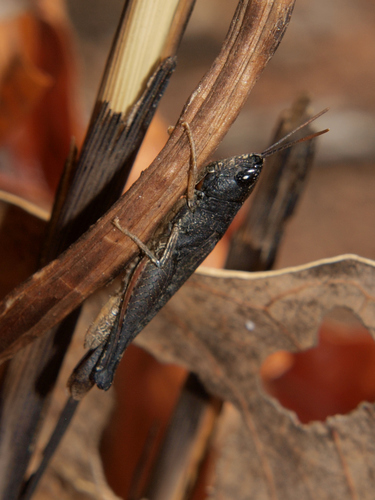 Sumba roseipennis