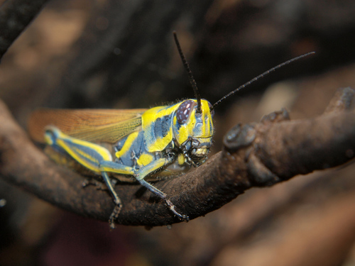 Eupropacris cylindricollis