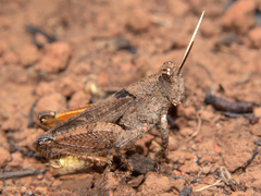 Phymeurus rhodesianus