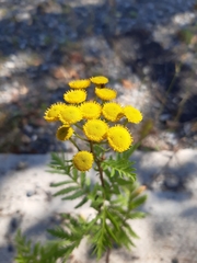 Tanacetum vulgare