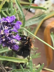 Bombus hypnorum