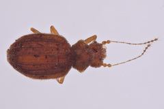 Dasycerus carolinensis