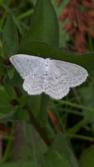 Scopula incanata