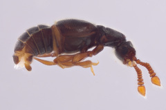 Euboarhexius