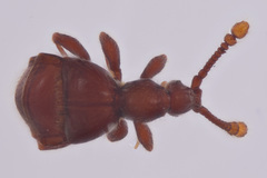 Mipseltyrus