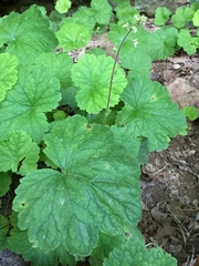 Heuchera missouriensis