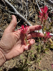Castilleja montigena