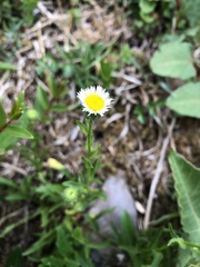 Erigeron morrisonensis morrisonensis