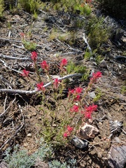 Castilleja montigena