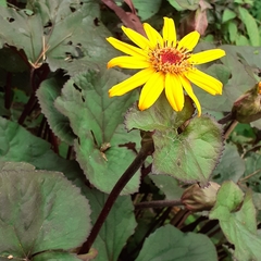 Ligularia