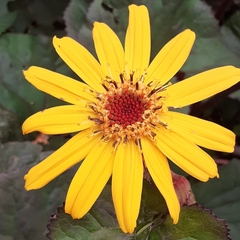Ligularia