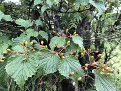 Viburnum betulifolium