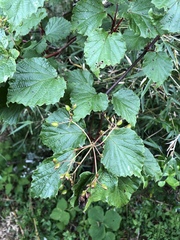 Viburnum betulifolium