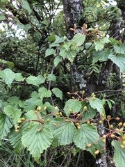 Viburnum betulifolium