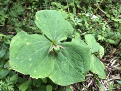Trillium tschonoskii