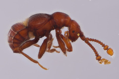 Mipseltyrus