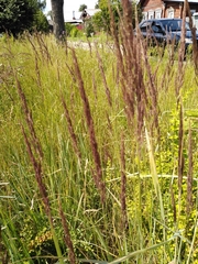 Calamagrostis epigejos