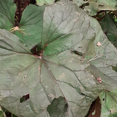 Ligularia