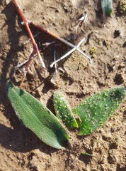 Lachenalia comptonii
